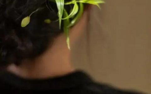 子柒停更两年，仍有近亿粉丝：她的成功秘诀是什么？