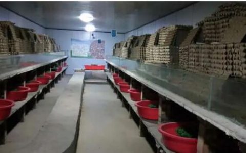 蝎子的养殖技术及市场前景分析